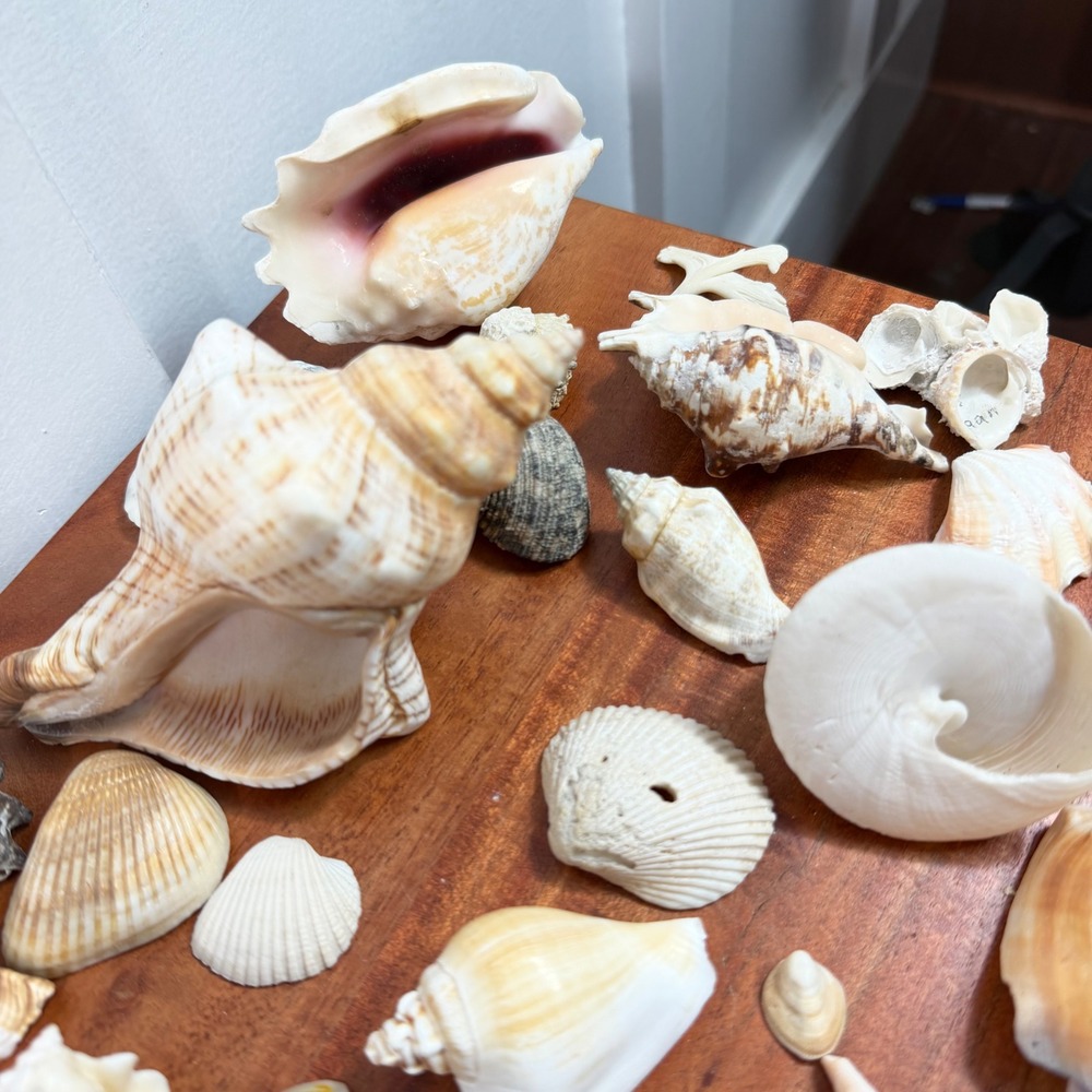 Large Assorted Sea Shell Collection Natural Conch Scallop Whelk Beach Decor Lot - Picture 16 of 16